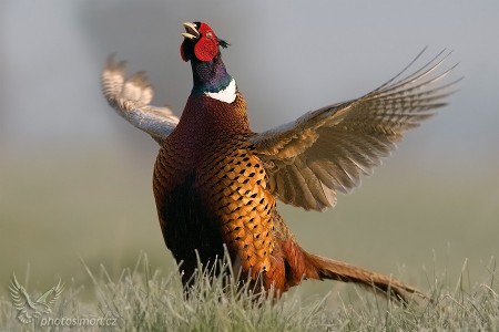 Bažant obecný - Phasianus Colchicus